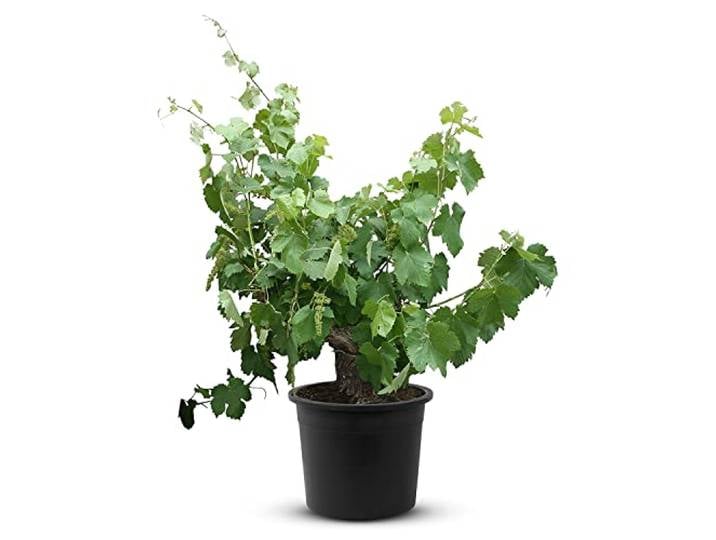 Tropictrees Weinrebe - Vitis Vinifera alter knorriger Weinstock mit einer Höhe von 120 cm und einem Stammumfang von 25-35 cm inklusive Topf Durchmesser 33 cm