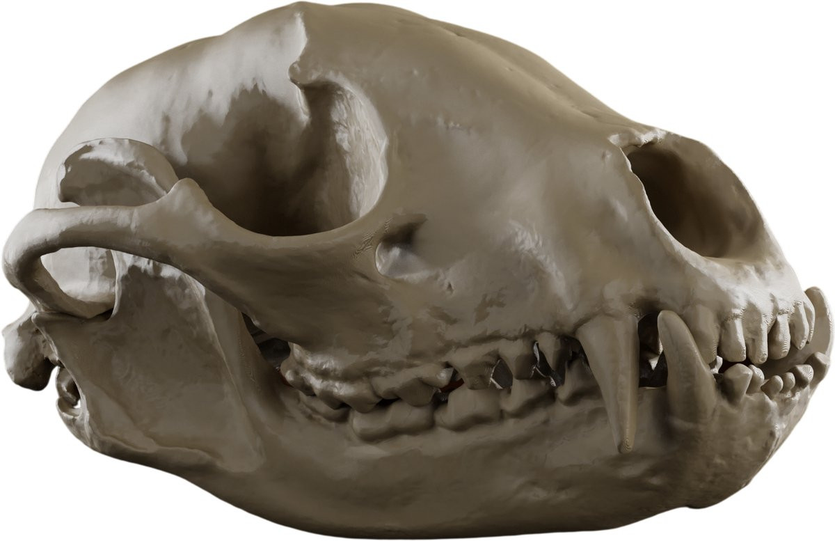Wasbeer schedel decoratie replica - Beige - Anatomisch model