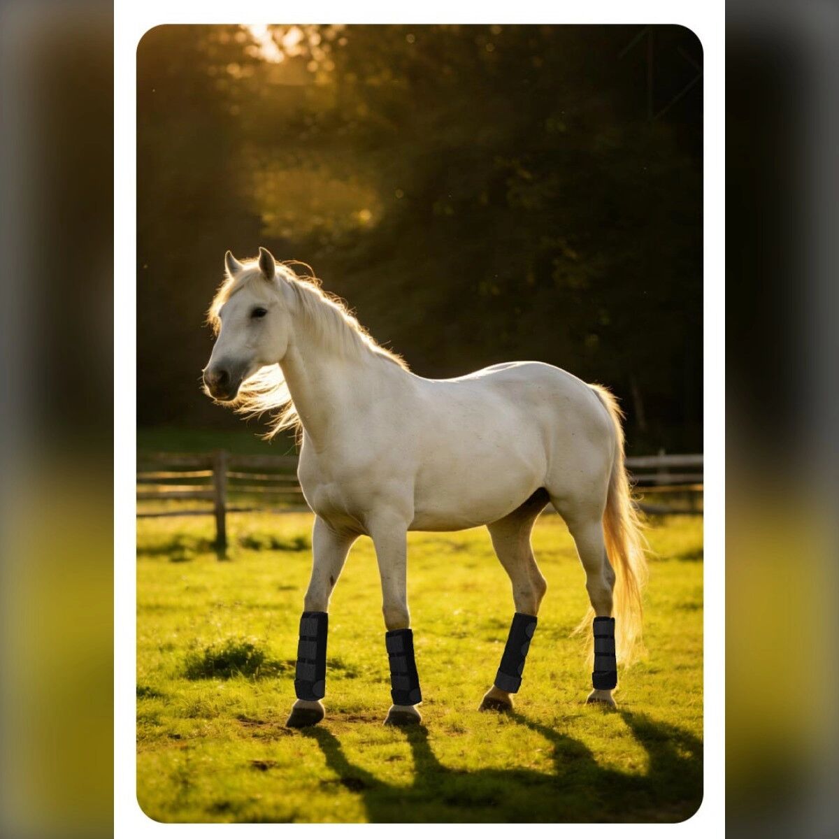 INF Guêtres arrière anti-choc pour chevaux, rembourrage SBR, tissu OK respirant, velcro réglable, paire L