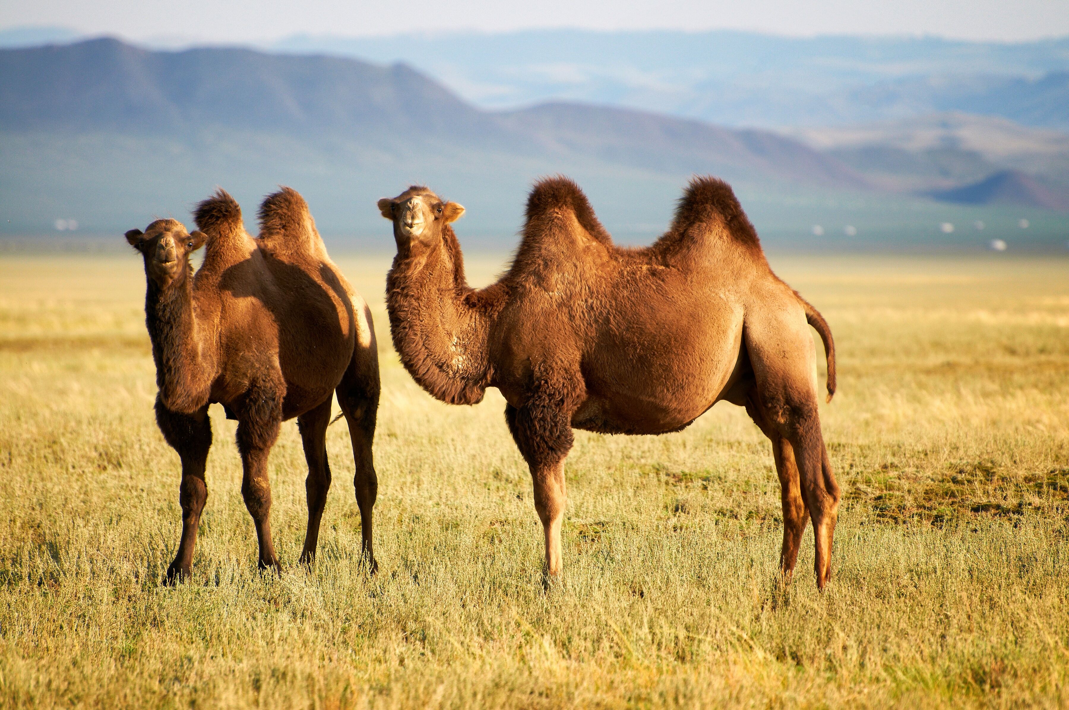 Fototapete PAPERMOON "Mongolian Camels", bunt, B:3m L:2,23m, Vlies, Tapeten, Fototapete bunt B/L: 3m x 2,23m, Bahnen: 6 Stk.