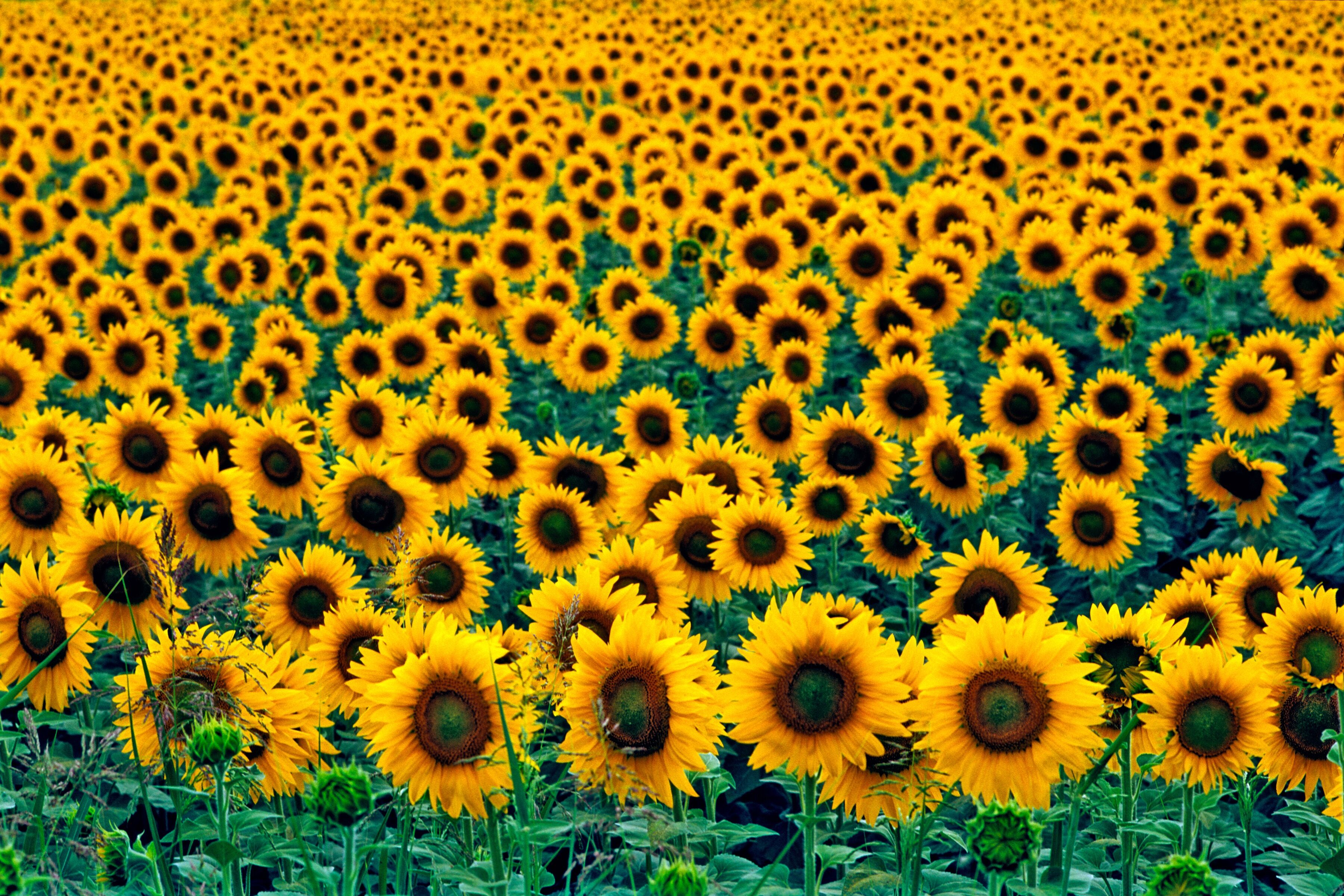 Fototapete PAPERMOON "Field of Sunflowers", bunt, B:5m L:2,8m, Vlies, Tapeten, Fototapete bunt B/L: 5m x 2,8m, Bahnen: 10 Stk.