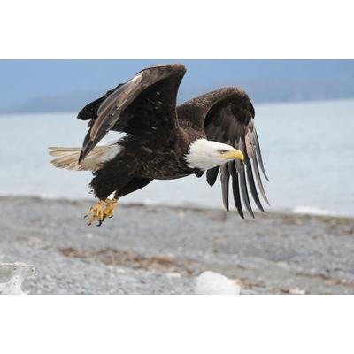 Fototapete PAPERMOON "Weißkopfseeadler", bunt, B:4m L:2,6m, Vlies, Tapeten