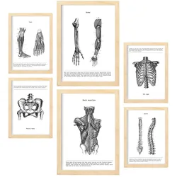 POSTER Set Mit 6 Anatomiebilder von Muskeln und Knochen, Rücken, Bein, Arm, Wirbelsäule, Becken, Rippen A3 & A4 Rahmen Aus Hellem Holz