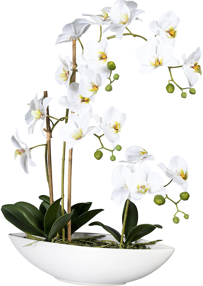 kaiserkraft Phalaenopsis, in Keramikschale, weiß, Höhe 600 mm