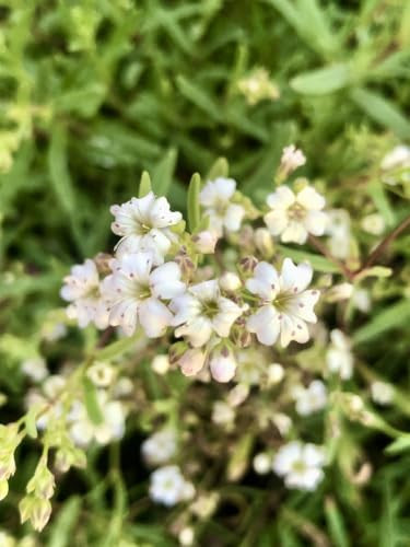 6x Kruipend Gipskruid Gypsophila repens Alba - 9x9 cm pot