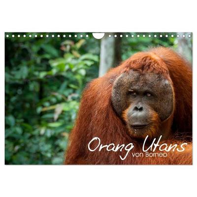 Orang Utans von Borneo Tierkalender 2027 (Wandkalender 2027 DIN A4 quer), CALVENDO Monatskalender