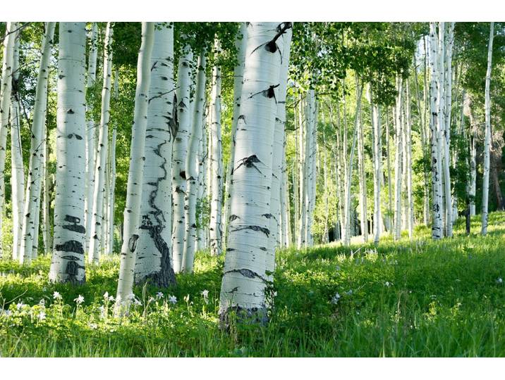 Fototapete PAPERMOON Birkenwald , bunt, B:5m L:2,8m, Vlies, Tapeten, Fototapete
