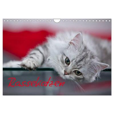 Rassekatzen (Wandkalender 2026 DIN A4 quer), CALVENDO Monatskalender