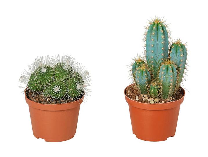 Qualité & Prix Kakteen Cactus ⌀ 10.5 cm