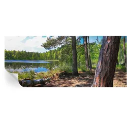FOTOTAPETE 250x104 cm - Waldlandschaft