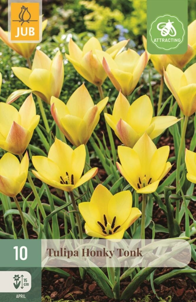 JUB Holland Tulp Honky Tonk 10 bollen