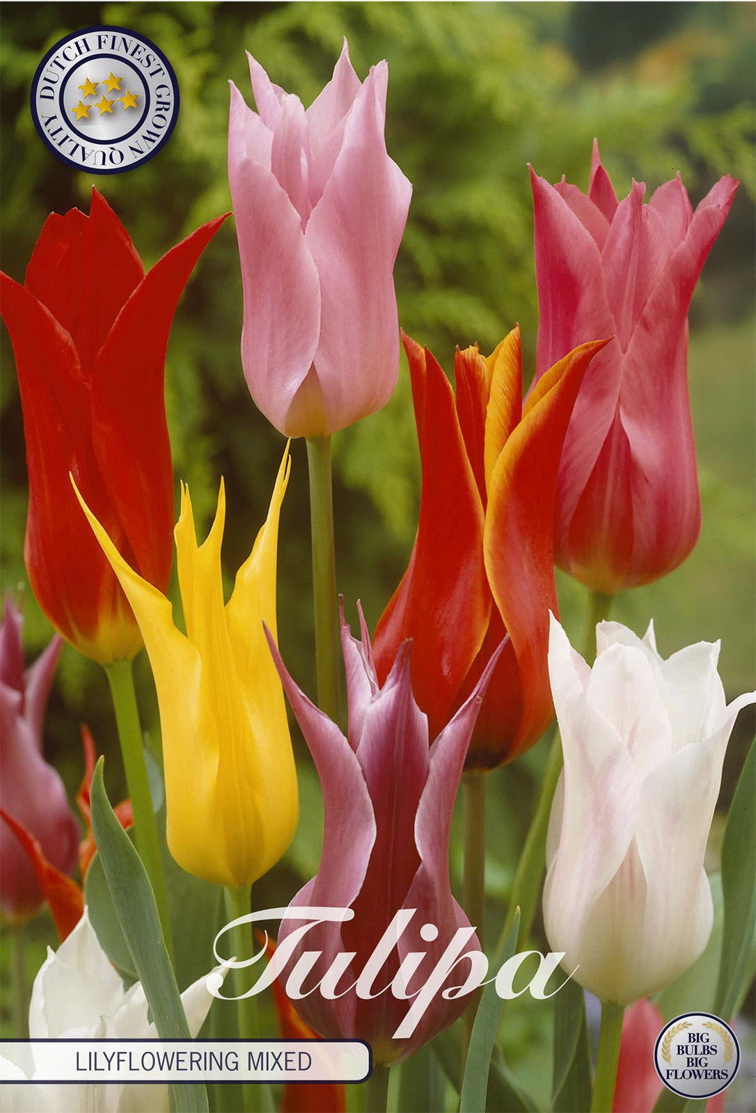 Sam van Schooten Tulpenbloemmix, 7 stuks