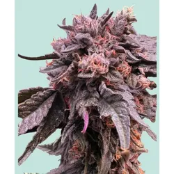 Mainhattan Seeds Pink Runtz 3 Samen - 3