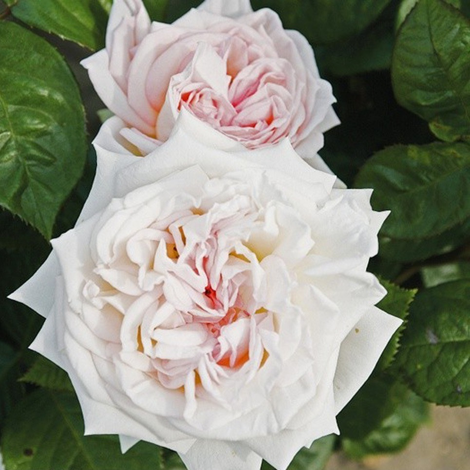 Kordes Parfuma Rosa Madame Anisette roos
