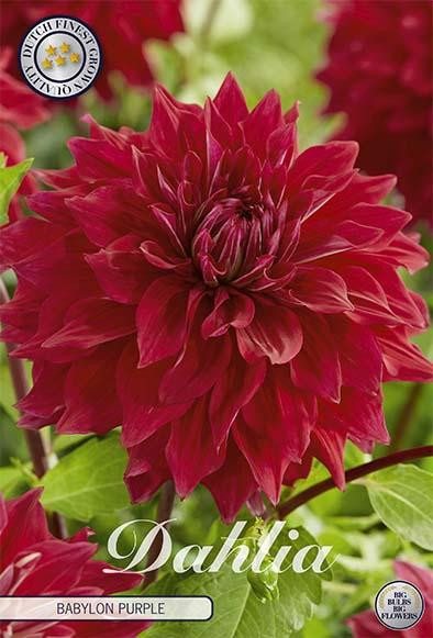 Sam van Schooten Dahlie Babylon Purple Dahliabollen (1 stuk)