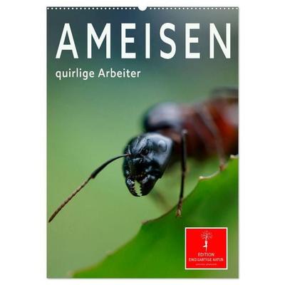 Ameisen quirlige Arbeiter (Wandkalender 2027 DIN A2 hoch), CALVENDO Monatskalender