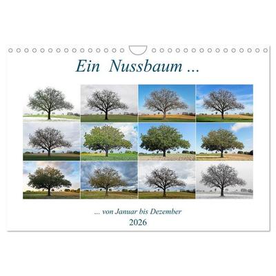 Ein Nussbaum von Januar bis Dezember (Wandkalender 2026 DIN A4 quer), CALVENDO Monatskalender
