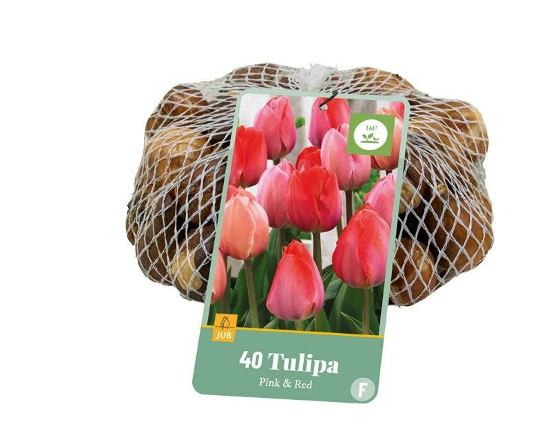 Jub Tulp bollen roze-rood 40 stuks