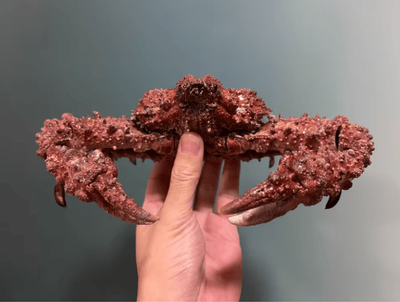 Inspire Picks Real Crab Specimen Display Handcrafted Natural Collector Decor With Custom Options without Cover 2