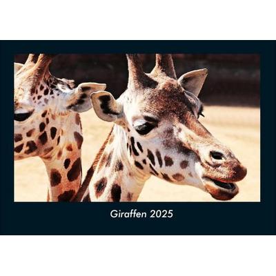 Giraffen 2025 Fotokalender DIN A4