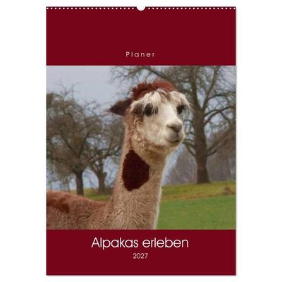 Alpakas erleben (Wandkalender 2027 DIN A2 hoch), CALVENDO Monatskalender