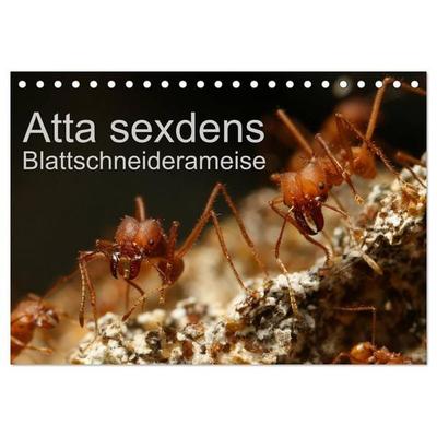 Atta sexdens - Blattschneiderameise (Tischkalender 2027 DIN A5 quer), CALVENDO Monatskalender