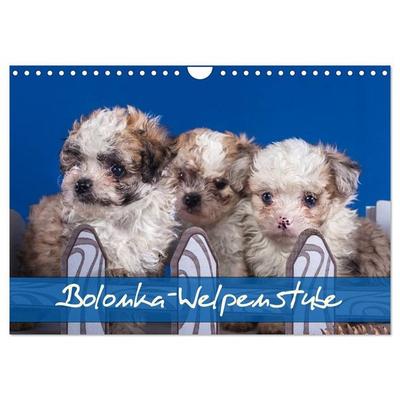 Bolonka Welpenstube (Wandkalender 2027 DIN A4 quer), CALVENDO Monatskalender