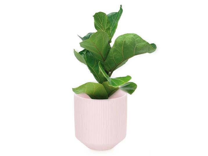 Blumentopf Aso 9 x 10 x 9cm Pink/Hellrosa