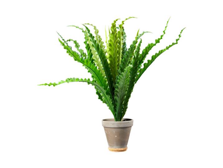 Mica Künstliche Asplenium im Topf Grau 66 × 54 cm