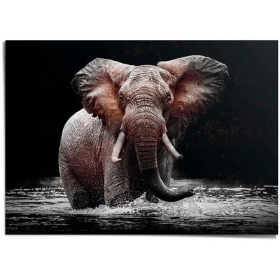Poster REINDERS "Elefant", schwarz (farbe bild(er): schwarz), B:140cm H:100cm T:0,1cm, Papier, Bilder, Poster