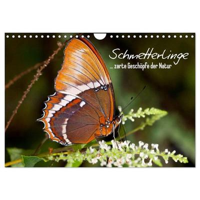 Schmetterlinge - zarte Geschöpfe der Natur (Wandkalender 2026 DIN A4 quer), CALVENDO Monatskalender