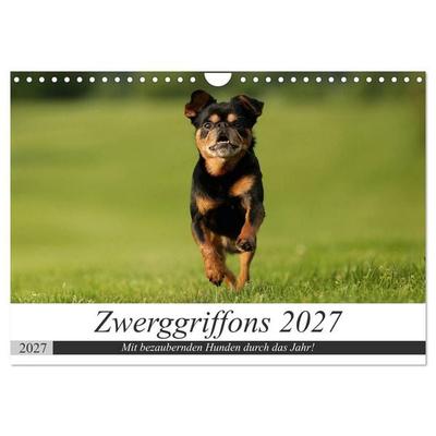 Zwerggriffons 2027 (Wandkalender 2027 DIN A4 quer), CALVENDO Monatskalender