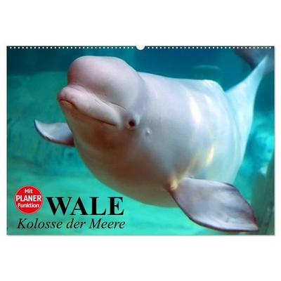 Wale. Kolosse der Meere (Wandkalender 2027 DIN A2 quer), CALVENDO Monatskalender