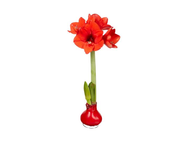 Home and More Ritterstern Hippeastrum ⌀ 20 cm