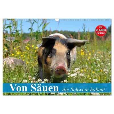 Von Säuen die Schwein haben! (Wandkalender 2027 DIN A3 quer), CALVENDO Monatskalender