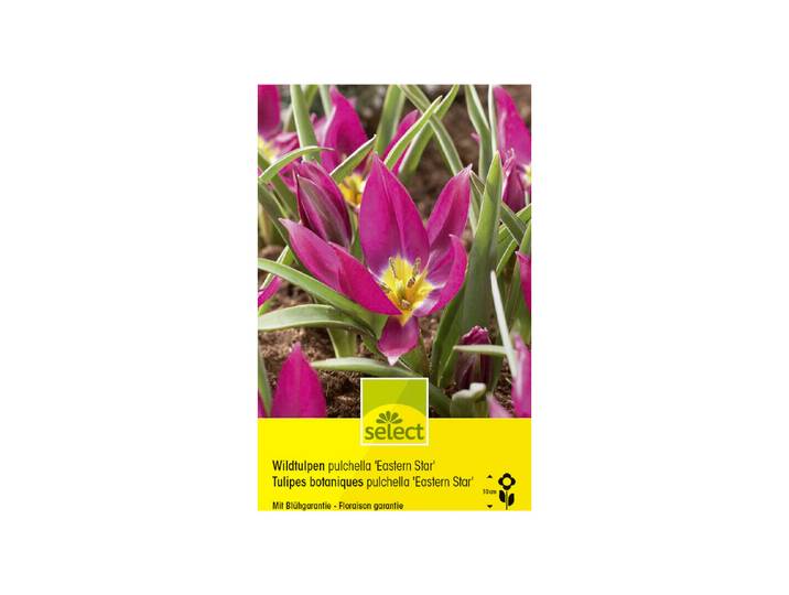 Select Blumenzwiebel Pulchella Eastern Star