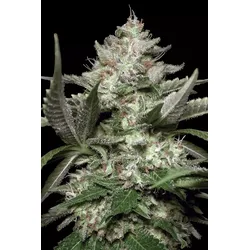Paradise Seeds Auto Kong 5 Samen - 5