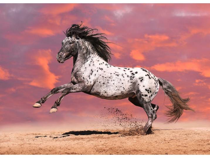 Fototapete PAPERMOON Pferd , bunt, B:1,5m L:1,11m, Vlies, Tapeten, Fototapete