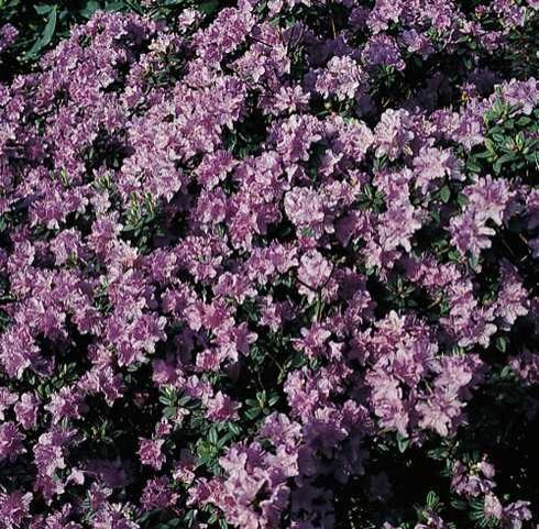 Pflanzen Rhododendron 'Ramapo' 2 L Container