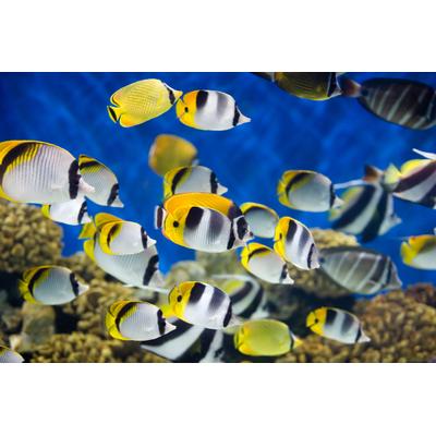 Fototapete PAPERMOON "UNTERWASSER-WELT-FISCHE KORALLE SEE MEER TIERE OZEAN", bunt, B:2m L:1,49m, Vlies, Tapeten