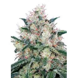 Royal Queen Seeds Honey Cream - Fast 3 Samen - 3