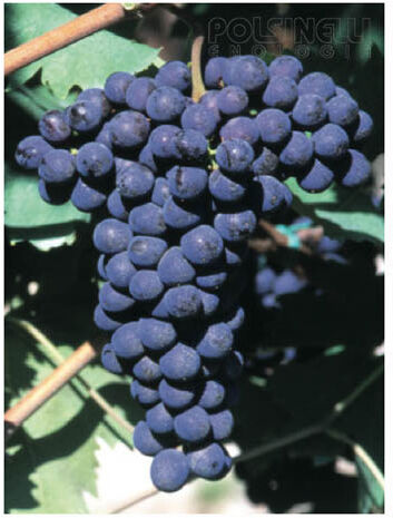 Vivai Rauscedo Barbatella Sangiovese (10 pezzi)