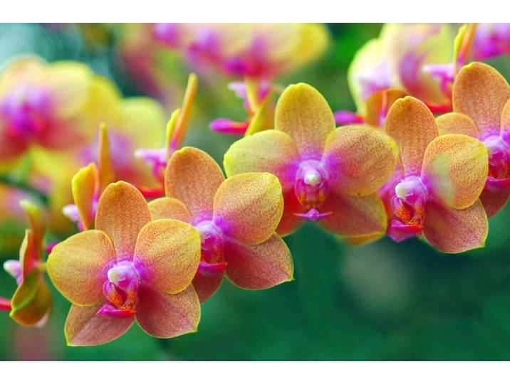 Papermoon Goldene Orchideen