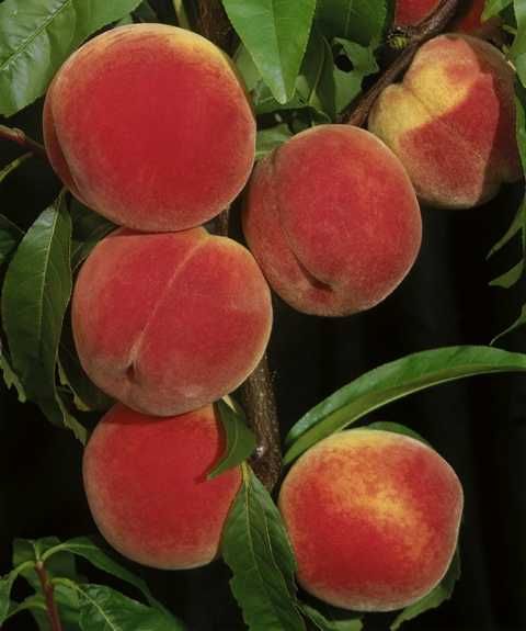 Pflanzen Pfirsichbaum Dixired 7,5 L Container