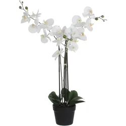 Mica Decorations, Kunstpflanzen, Phalaenopsis Kunstpflanze - L65 x B45 x H75 cm - Grün (75 cm)