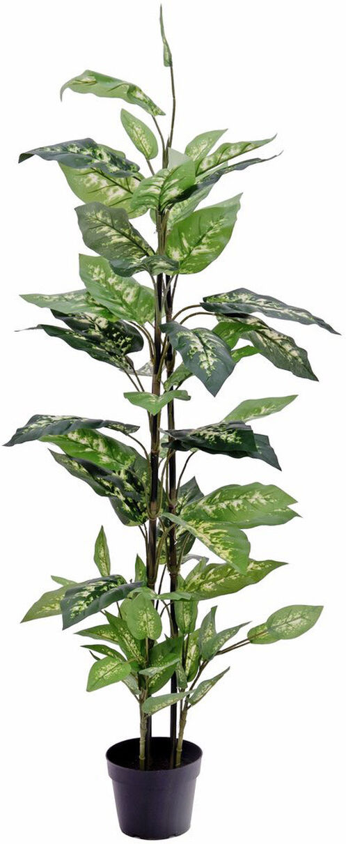 Europalms Dieffenbachia, 120cm