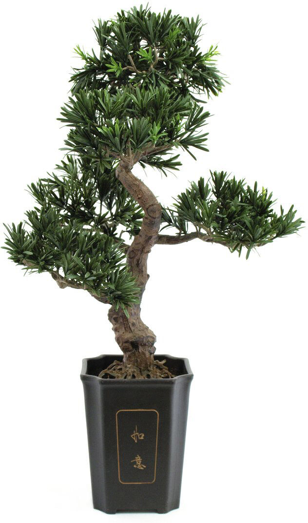 Europalms Bonsai Podocarpus, 80cm