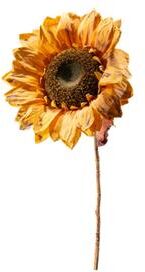 IH Casa Decor "27"" Sunflower With Leaves Branch Yellow - Set of 2"