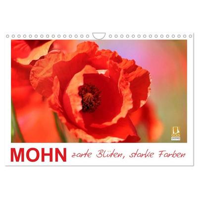 Mohn, zarte Blüten, starke Farben (Wandkalender 2027 DIN A4 quer), CALVENDO Monatskalender