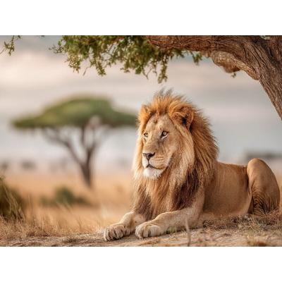 CALVENDO Puzzle Majestätischer Löwe in Afrika | 1000 Teile Lege-Größe 64x48cm Foto-Puzzle für glückliche Stunden